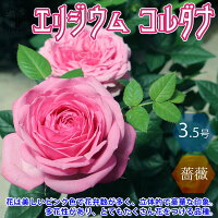 【送料無料】エリジウム コルダナ ミニバラ 薔薇の苗木 花苗 3.5号鉢 1個売り バラ苗 バラの苗 薔薇苗 薔薇の苗 花苗 花の苗 ローズガーデン イングリッシュガーデン rose バラ園 フラワーガーデン 送料無料 即納