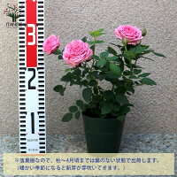 【送料無料】エリジウム コルダナ ミニバラ 薔薇の苗木 花苗 3.5号鉢 1個売り バラ苗 バラの苗 薔薇苗 薔薇の苗 花苗 花の苗 ローズガーデン イングリッシュガーデン rose バラ園 フラワーガーデン 送料無料 即納